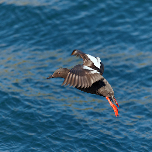 ������������� ������